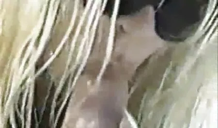 الشباب سكس الاخت مترجم 2-مدغشقر