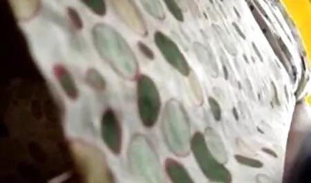 فإنه سكس محارم ممحونات يضيء الدهون الخميس في المنامة من الفوز في جميع اللحوم في