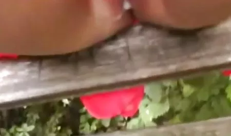 النمسا محارم محجبات